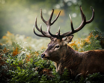 Close-up of deer in forest