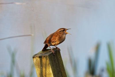 Close-up of bird perching on wooden post