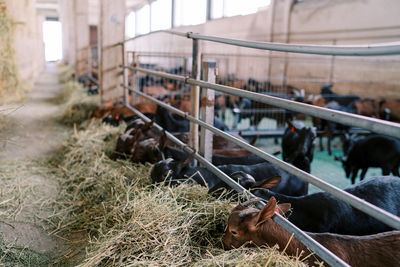 High angle view of horse on field
