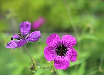 Close-up of purple flowering plant