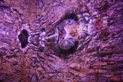 Close-up of turtle in cave