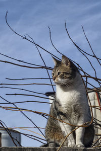 Low angle view of cat sitting against sky