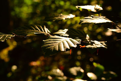 Close-up of plant