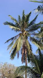 Low angle view of palm tree against blue sky