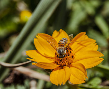 Close-up of bee pollinating on yellow flower