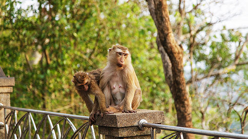 Monkey sitting on railing against trees