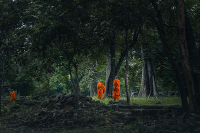 Trees and plants in forest