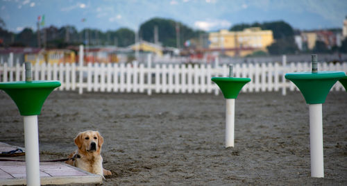 Dog relaxing on seat