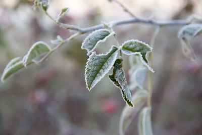 Close-up of frozen plant during winter