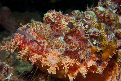 Close-up of fish in sea