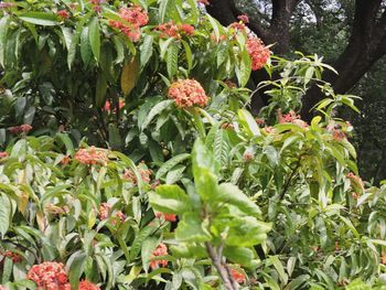 Red flowers growing on plant