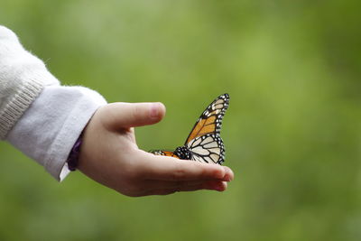 Cropped hand holding butterfly outdoors