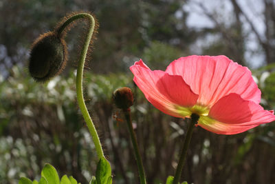 Close-up of pink flower