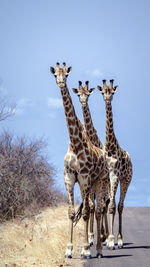 Giraffes standing on road