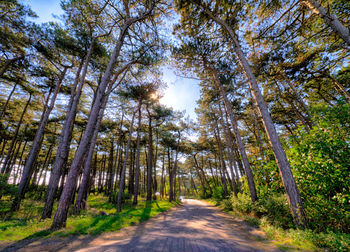 Low angle view of trees in forest