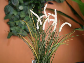 Close-up of flowering plant