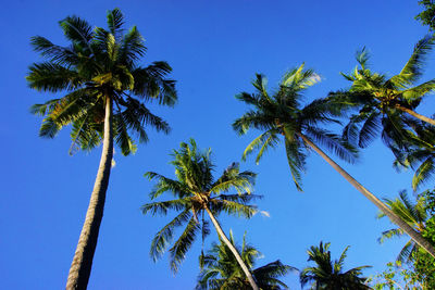Low angle view of palm trees against blue sky