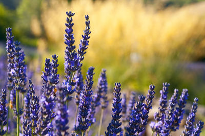 Close-up of lavenders blooming in park