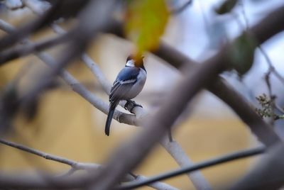 Close-up of bird perching on branch