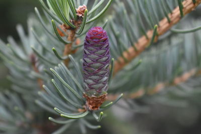 Pinecone in early summer.