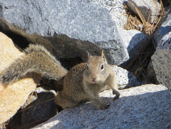 High angle view of squirrel on rock