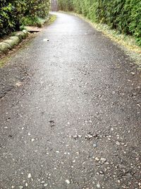 High angle view of road amidst plants