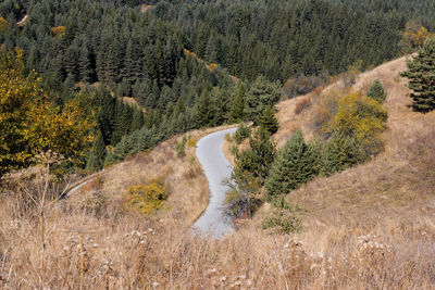 Scenic view of forest during autumn