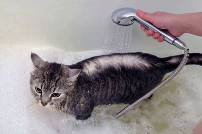 Cropped image of hand giving bath to cat in bathtub