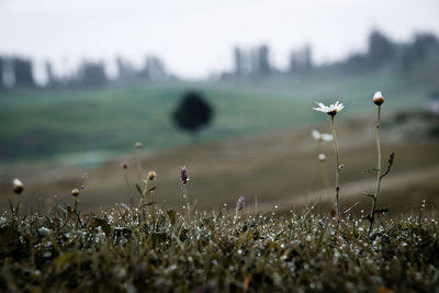 Close-up of flowering plants on land