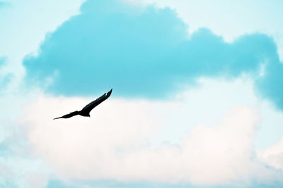 Low angle view of bird flying in sky