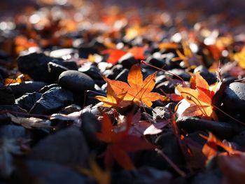 Close-up of fallen maple leaves