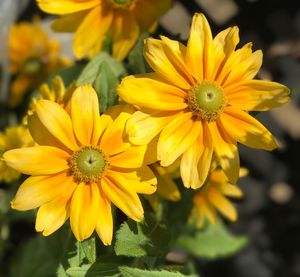 Close-up of black-eyed yellow flowers blooming outdoors