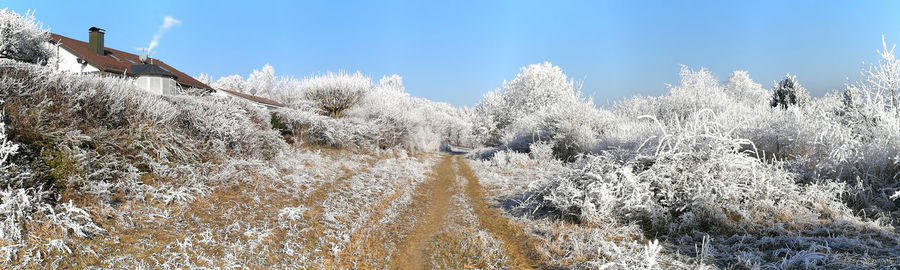 Low angle view of trees against sky