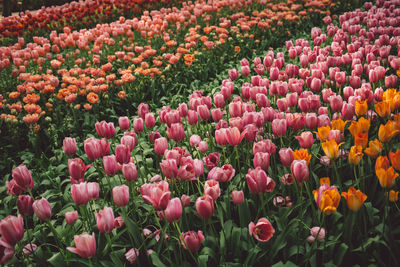 Various tulips growing on field