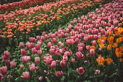 Red tulips in field