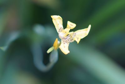 Close-up of yellow flowering plant