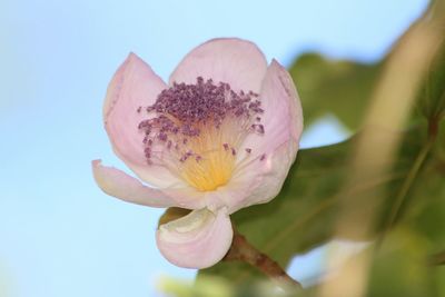 Close-up of flower against sky