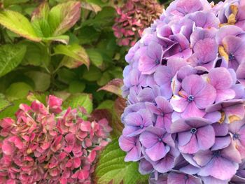 Close-up of fresh pink hydrangea blooming outdoors