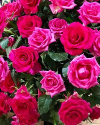 Close-up of pink roses