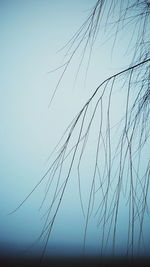 Low angle view of silhouette plants against sky