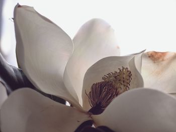 Close-up of flower