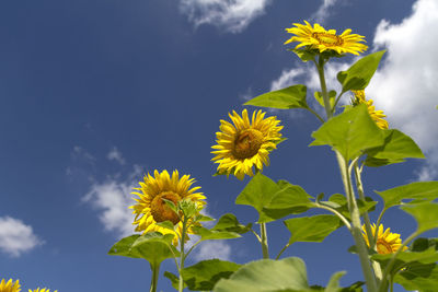 Low angle view of yellow flowering plant against sky