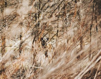 Full frame shot of dry plants on field