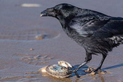 Close-up of bird perching on sand
