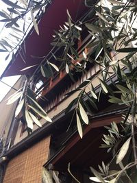 Low angle view of greenhouse