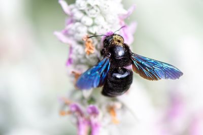 Close-up of bee pollinating on purple flower