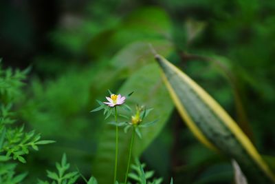 Close-up of flowering plant