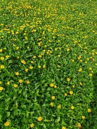 Full frame shot of yellow flowering plants on field