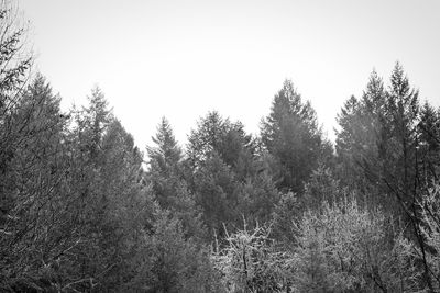 Trees against clear sky