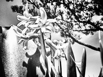 Close-up of white flowers